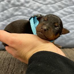 Ren - Black and tan male Miniature Pinscher puppy in Lancaster, Missouri from White Stone Ranch