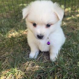 Mckenzie - White female American Eskimo Dog puppy in Placerville, California from White Gypsy Ranch