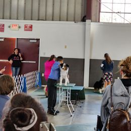 Miniature American Shepherd All Grown Up from Moon Phase Kennel