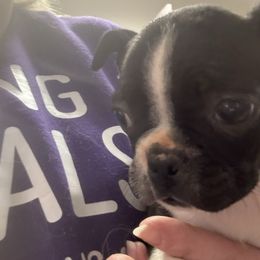 Perry - Black and white male Boston Terrier puppy in Spartanburg, South Carolina from Sassy Pap Farms