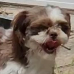 Eddy - Shih Tzu
