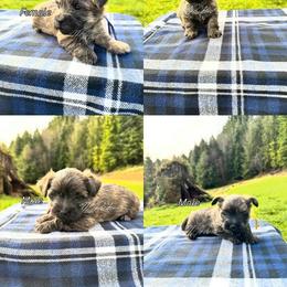 Cairn Terrier puppies from West Coast Cairn Terriers
