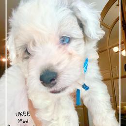 UKEE - Grey and white male Bernedoodle puppy in Houston, Texas from Pia’s Doodle Poodle Wag