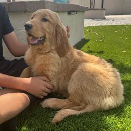 Eclipse (light blue Collar Girl) - Golden female Golden Retriever puppy in Gilbert, Arizona from Dani’s Dawgs