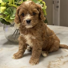 Cavapoo Puppies from Southern Love Cavapoos