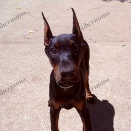 Mint - Black and rust female Doberman Pinscher puppy in Louisville, Kentucky from Ruiz Dobermans