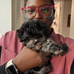 Hershey - Brown male Maltipoo puppy in Lawrenceburg, Tennessee from LUV Poodles and Maltipoos