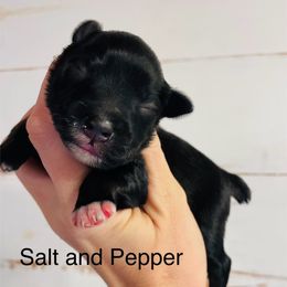 Salt and Pepper - Salt and pepper male Miniature Schnauzer puppy in Malvern, Arkansas from Deep South Miniature Schnauzers