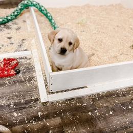 Dilute Retriever and Labrador Retriever Puppies from Landon J Farms Labrador Retrievers
