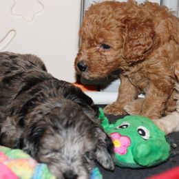 Collies, Goldendoodles, Havapoos, Labradoodles, and Springerdoodles from Oregon Valley Pups