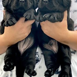 Labrador Retriever Puppies from Liberty Belle Labradors