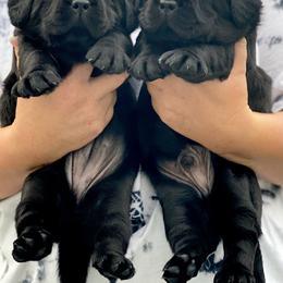 Labrador Retriever Puppies from Liberty Belle Labradors