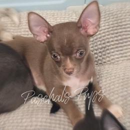 Rodger - Chocolate and white male Chihuahua puppy in Bowdon, Georgia from Paschal's Pups