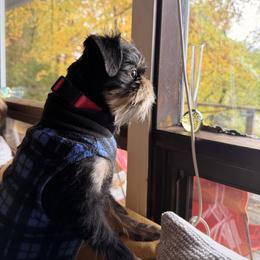 Brussels Griffon and French Bulldog All Grown Up from Team Grubb Frenchies / Grubb's Grumpy Griffs