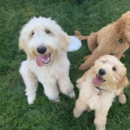 Goldendoodle Puppies from Columbia River Doodles