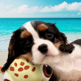 NEBL3 Gene Carrier Hippie - Tri-color male Cavalier King Charles Spaniel puppy in Louisville, Kentucky from Ali-Mae Cavaliers