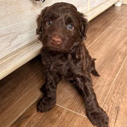 Bells - Brown and white female Aussiedoodle puppy in Allen, Texas from Calena’s Doodles