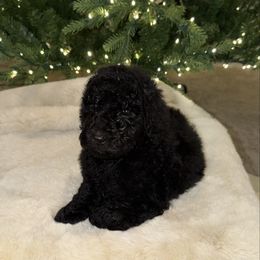 Milo - Black male Poodle puppy in Roseville, California from Aura & Luxe Poodles