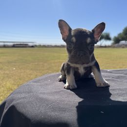Boy 3 - Black and tan male French Bulldog puppy in Casa Grande, Arizona from Slash O Kennels