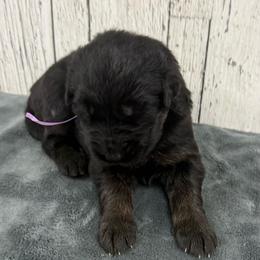 Light purple female - Black and red female German Shepherd puppy in Herrick, South Dakota from Dakota Shepherds Kennels