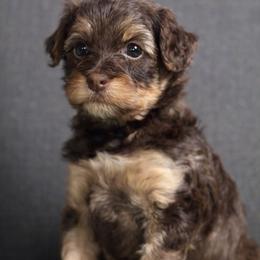 Girl 1 - female Australian Labradoodle puppy in Bonney Lake, Washington from Foothills Labradoodles