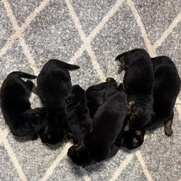 Boomer and Bakara Girl-6 - Black and red female German Shepherd puppy in Galt, California from At Redwood Runs