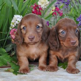 Dachshund Puppies from Renberg's Elite Dachshunds