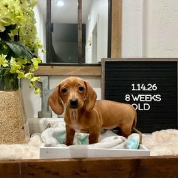 Paris - Red female Dachshund puppy in Goodyear, Arizona from AZ Low Life Doxies