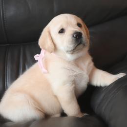 Miss Pink Stormi-Bosley - Yellow female Labrador Retriever puppy in Pasco, Washington from ROCK CREEK LABRADORS