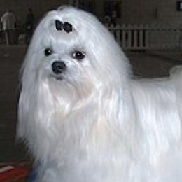 Mal-Shis, Maltese, and Shih Tzus from Natalie's Happy Fur Paw Shih-Tzues and More