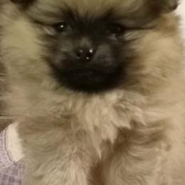 Buttercup - Cream female Pomeranian puppy in Eureka Springs, Arkansas from Maple Hills Poms
