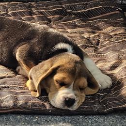 Beagle Puppies from Fairmont Beagles