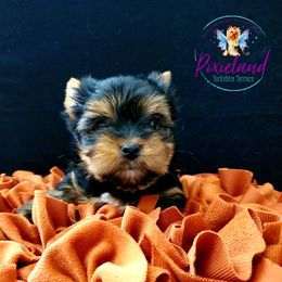 Yorkshire Terrier Puppies from Pixieland Yorkshire Terriers