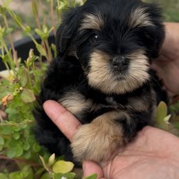 Black-tan - Black and silver female Miniature Schnauzer puppy in Mc Allen, Texas from True Love Schnauzers