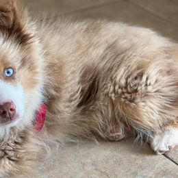 Australian Shepherds and Pembroke Welsh Corgis from Country Loyal K-9’s