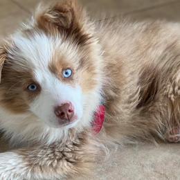 Australian Shepherds and Pembroke Welsh Corgis from Country Loyal K-9’s