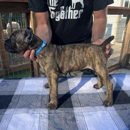 Light Blue Collar - Black brindle male Cane Corso puppy in Beaver Crossing, Nebraska from Blue River Cane Corso