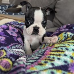 Lady Bells (AKC, girl) - Black and white female Boston Terrier puppy in Wildwood, Missouri from Belleville Bostons