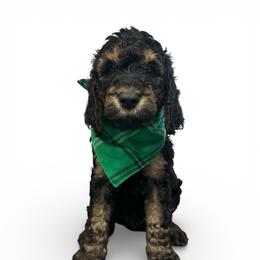 Batista - Phantom male Goldendoodle puppy in Prosperity, Pennsylvania from Stelladoodles & Company