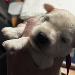Stevie (red collar) - White male Miniature Schnauzer puppy in Port Orchard, Washington from Silver Bells Miniature Schnauzers