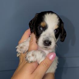 Black and tan pie girl - Piebald female Dachshund puppy in Brookhaven, Mississippi from Southern Grace Doxies