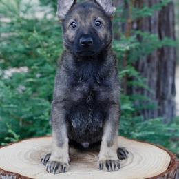 Kyro - Sable male German Shepherd puppy in Coarsegold, California from Yosemite Shepherds