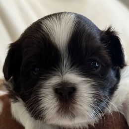 Shih Tzu Puppies from Lux Shih Tzu of New England