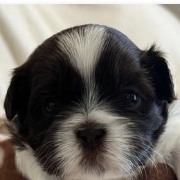 Shih Tzu Puppies from Lux Shih Tzu of New England