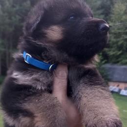 German Shepherd puppies from Vom Haus Pharoah German Shepherd