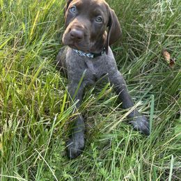 Chevron - Liver roan female German Shorthaired Pointer puppy in Renfrew, Pennsylvania from Lauren's German Shorthaired Pointers