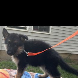 German Shepherd Puppies from Vom Weiß Haus German Shepherds