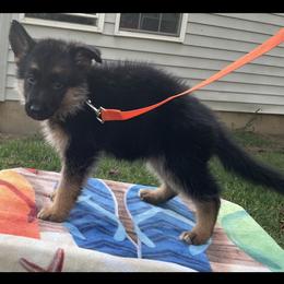 German Shepherd Puppies from Vom Weiß Haus German Shepherds