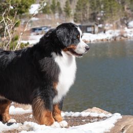 Bernese Mountain Dog All Grown Up from Carma Que’s Bernese Mountain Dogs