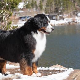 Bernese Mountain Dog All Grown Up from Carma Que’s Bernese Mountain Dogs
